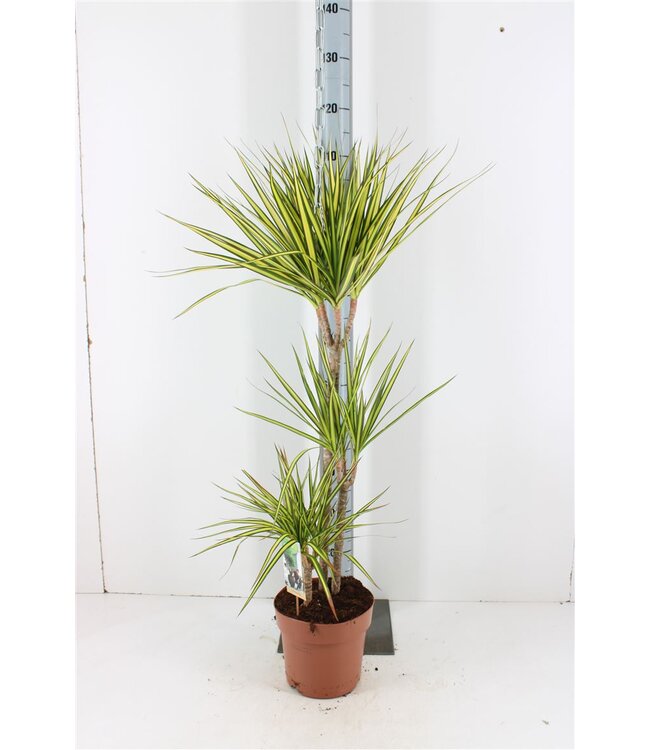 Dracaena Marginata Sunray ( x 1 )