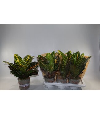 ME Croton Petra P17 ( x 6 )