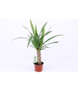 ME Yucca 25cm Stam 2+ Kop P12 ( x 1 )