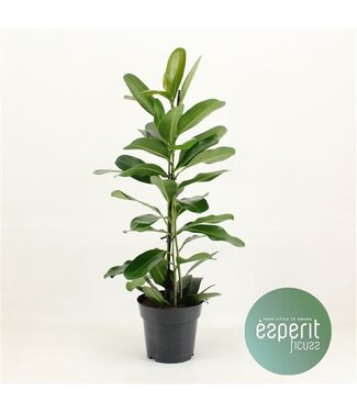 ME Ficus Microcarpa Smile P17 ( x 1 )