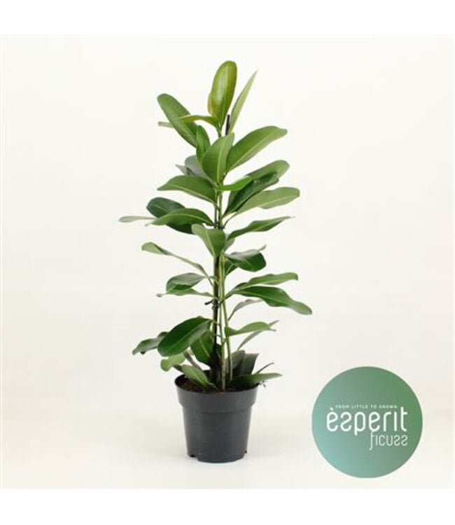 Ficus Microcarpa Smile P17 ( x 1 )