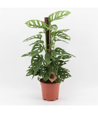 ME Monstera Monkey Leaf Klimstok P17 ( x 6 )