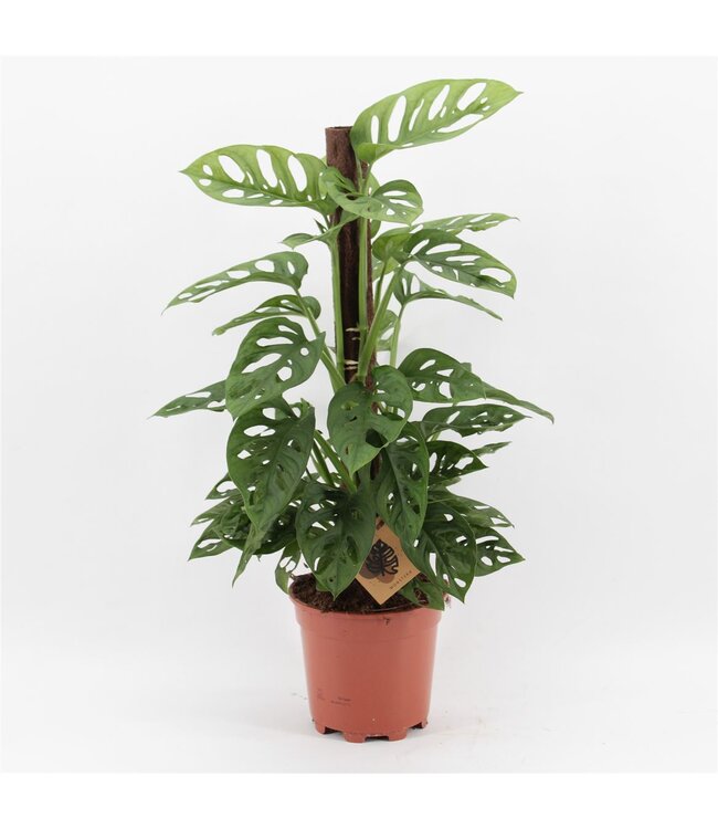 Monstera Monkey Leaf Klimstok P17 ( x 6 )