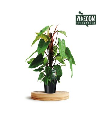 ME Philodendron Red Emerald Kratiste P19 ( x 1 )