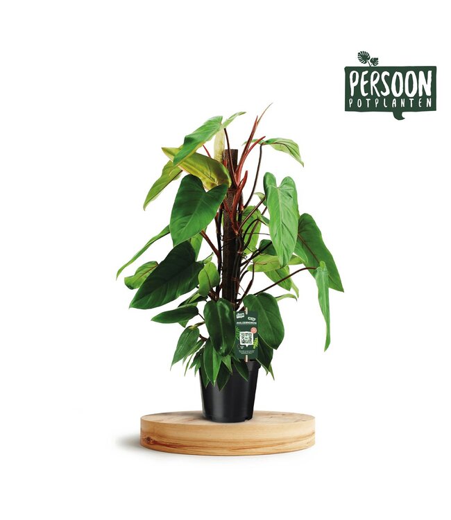 Philodendron Red Emerald Kratiste P19 ( x 1 )