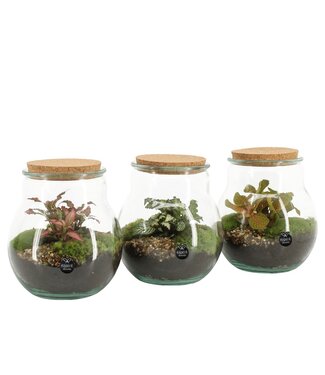 ME Terrarium Arrangement P16 ( x 1 )