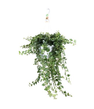 ME Hedera Helix Wonder - Hang/xxl P24 ( x 1 )