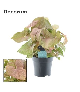 ME Syngonium Red Heart Feel Green (Decorum) ( x 6 )