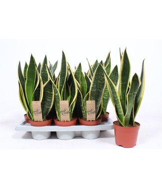 ME Sansevieria Black Superba ( x 4 )