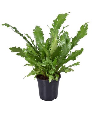 ME Asplenium Campio ( x 1 )