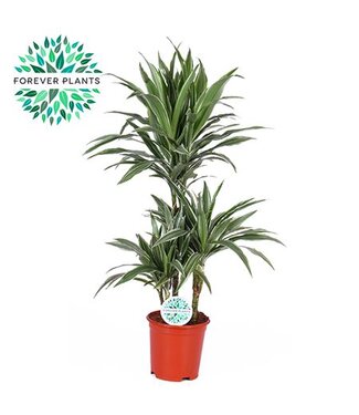 ME Dracaena Warneckei p21, 45+15+10 ( x 1 )