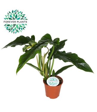 ME Philodendron Narrow p14 ( x 8 )