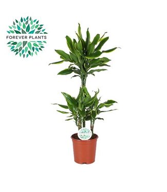 ME Dracaena Golden Coast P24 ( x 1 )