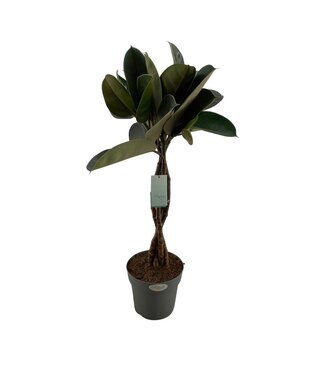 ME Ficus Elastica Burgundy P24 ( x 1 )