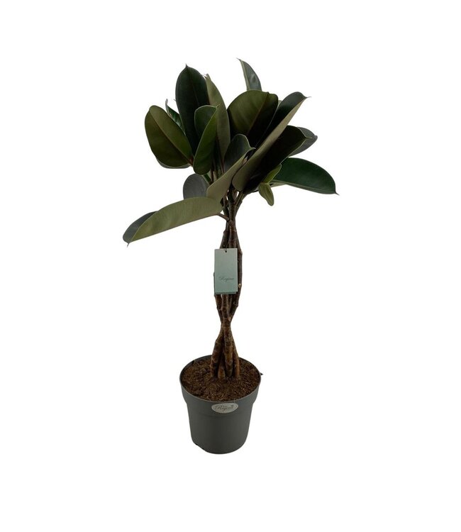 Ficus Elastica Burgundy P24 ( x 1 )