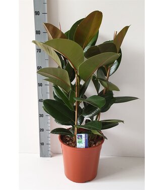 ME Ficus Robusta P27 3pp ( x 1 )