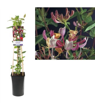 ME Lonicera Per. 'serotina' +light Label P17 ( x 1 )