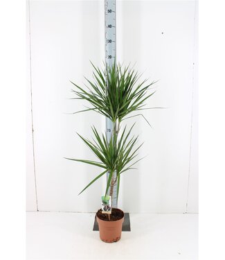 ME Dracaena Marg Marginata P19 ( x 1 )