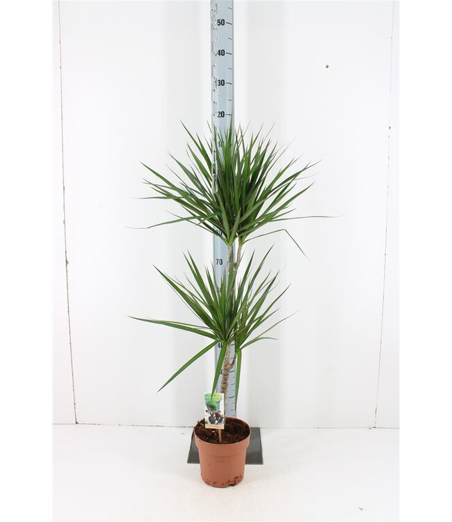 Dracaena Marg Marginata P19 ( x 1 )