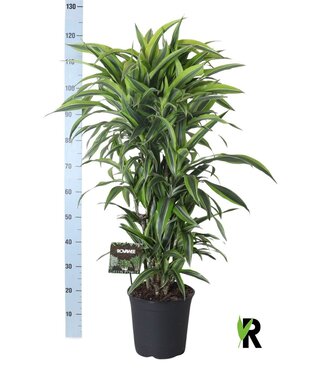 ME Dracaena Fragr. Lemon Lime Vertakt P27 ( x 1 )