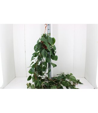 ME Philodendron Scandens P20 ( x 1 )