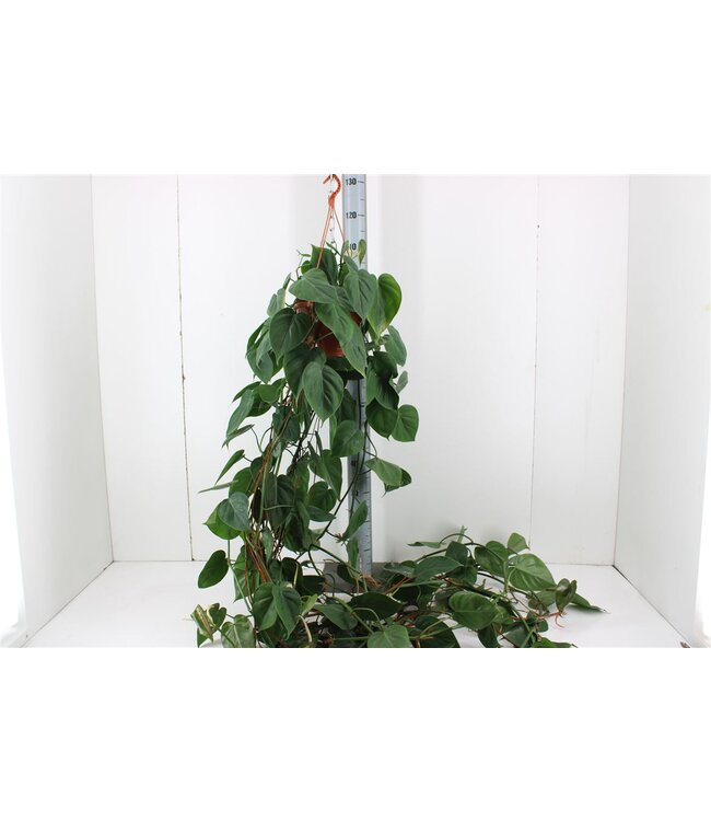 Philodendron Scandens P20 ( x 1 )