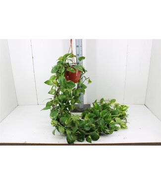 ME Philodendron Scandens Brasil P20 ( x 1 )