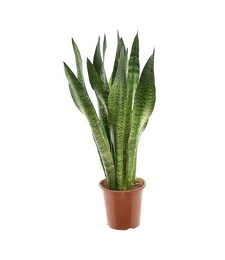 ME Sansevieria Zeylanica P17 ( x 6 )