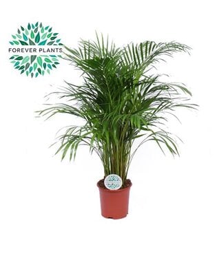 ME Dypsis Lutescens P21 ( x 1 )