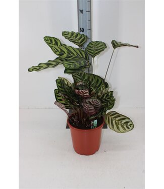 ME Calathea Makoyana ( x 1 )