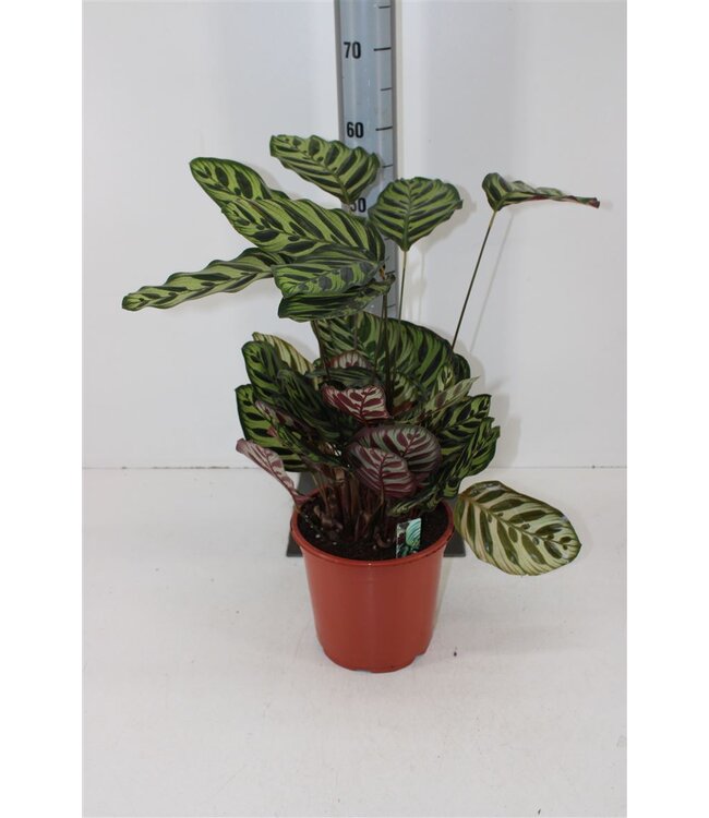 Calathea Makoyana ( x 1 )