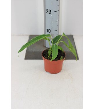 ME Anthurium Warocquesnum X Waterburyanum P10,5 ( x 1 )