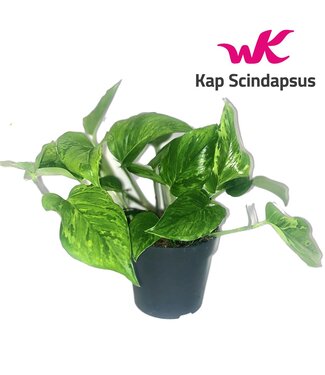 ME Scindapsus (epipremnum) Marble Green P12 ( x 6 )