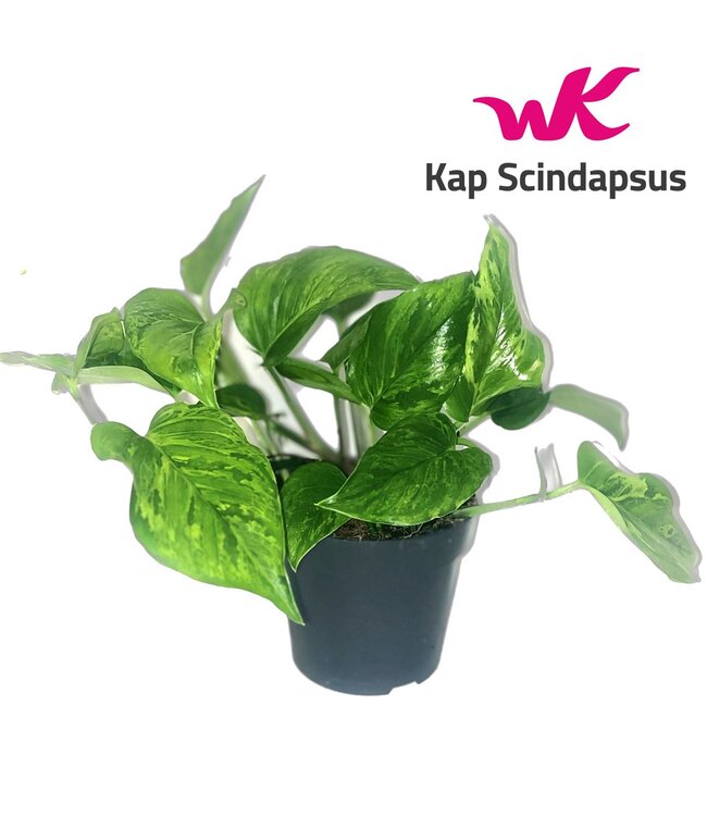 Scindapsus (epipremnum) Marble Green P12 ( x 6 )