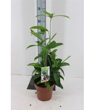 ME Dracaena Ov Surculosa P17 ( x 1 )