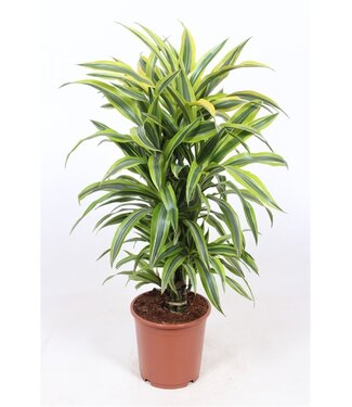 ME Dracaena De Lemon Lime P24 ( x 1 )