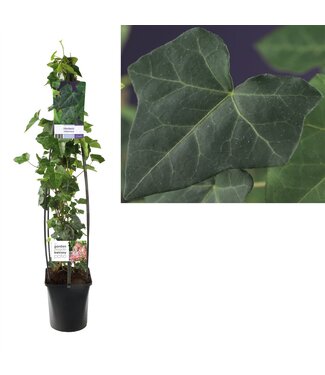 ME Hedera hibernica +light label ( x 1 )