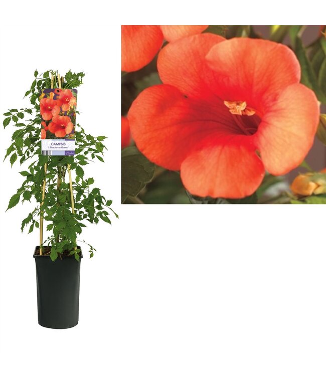 Campsis t. 'Madame Galen' +light label ( x 1 )