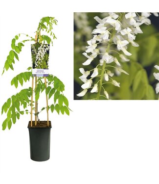 ME Wisteria floribunda 'Alba' +light label ( x 1 )