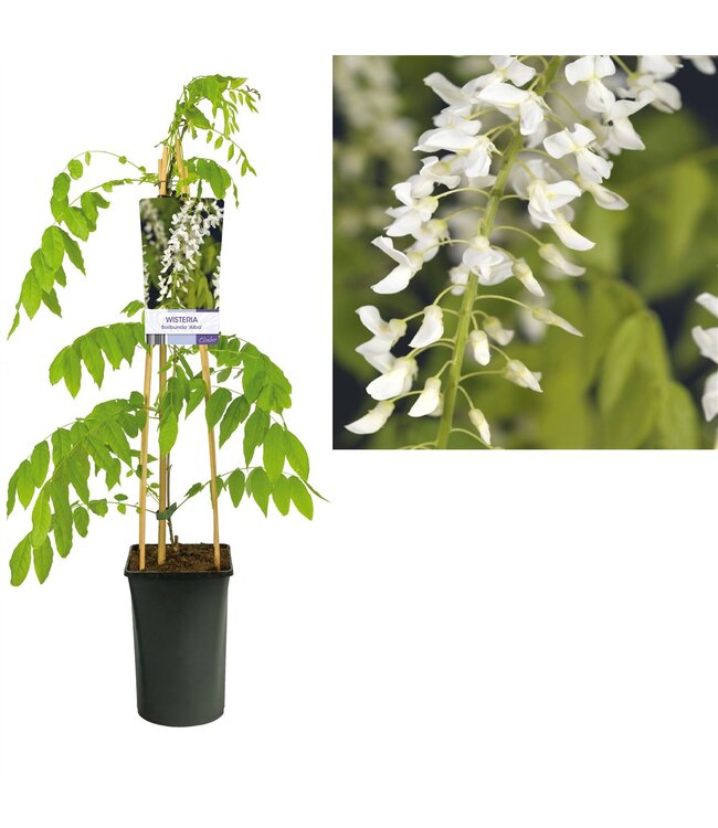 Wisteria floribunda 'Alba' +light label ( x 1 )