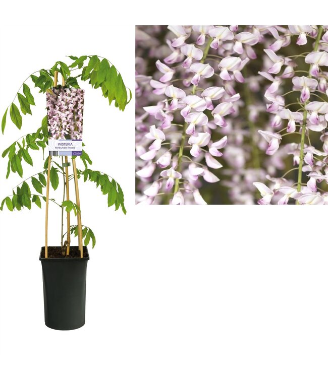 Wisteria floribunda 'Rosea' +light label ( x 1 )