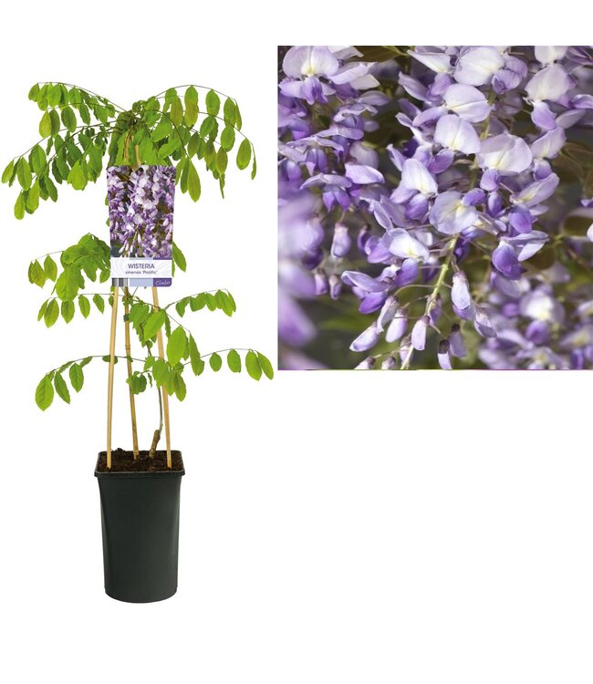 Wisteria sinensis 'Prolific' +light label ( x 1 )