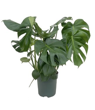 ME Monstera Deliciosa ( x 1 )