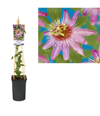 ME Passiflora 'Anastasia' +light label ( x 1 )