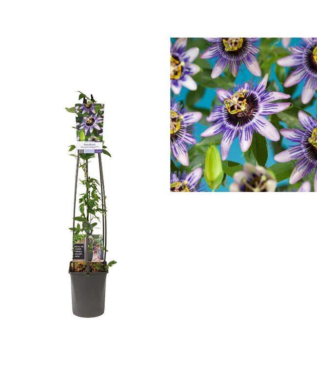 Passiflora 'Damsel's Delight' +light label ( x 1 )