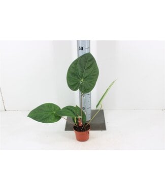 ME Anthurium Chrystallinum X Luxurians P10,5 ( x 1 )