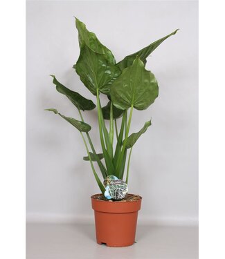 ME Alocasia Cucculata P24 ( x 1 )