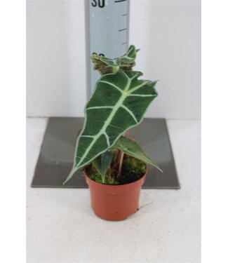 ME Alocasia Polly P10,5 ( x 1 )