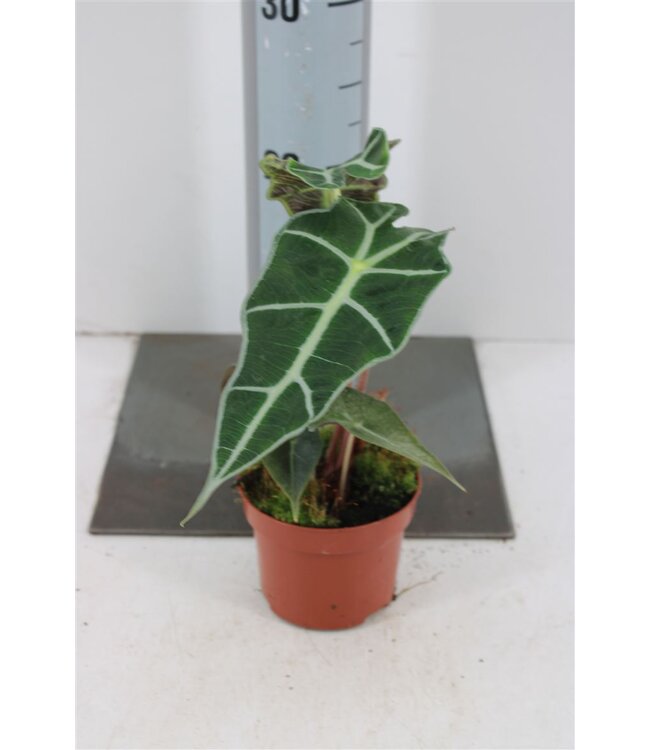 Alocasia Polly P10,5 ( x 1 )