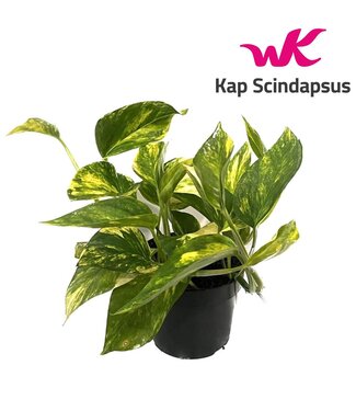 ME Scindapsus (Epipremnum) pinnatum HiColor ( x 6 )